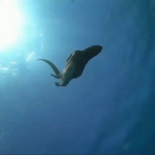 1ewoT4jc3 oQyejk.jpg