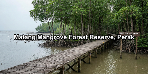 Matang Mangrove Forest Reserve, Perak.png