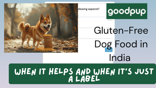 Gluten Free Dog Food in India When It Helps and When It’s Just a Label.png
