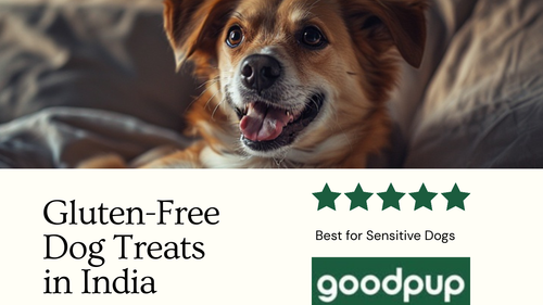 Gluten Free Dog Treats in India Are They Really Better for Sensitive Dogs.png