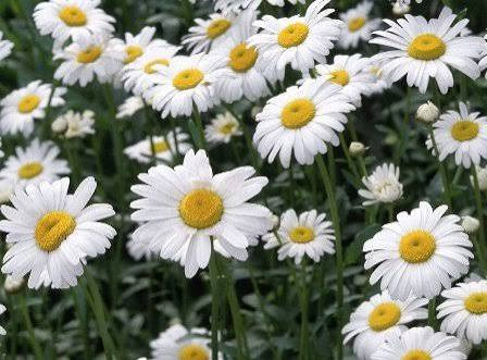 G76Z srXgAEy M8?format=jpg.jpg