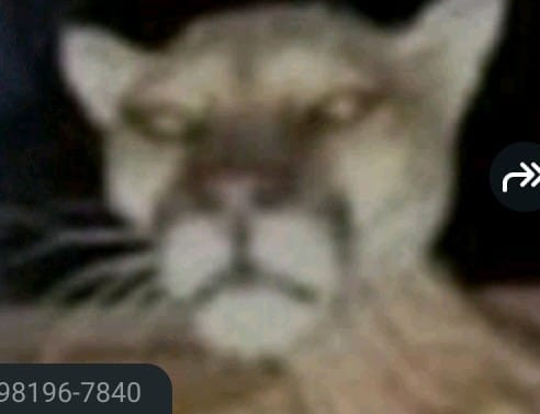 41007.jpg