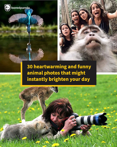 animal photos 121clicks.jpg