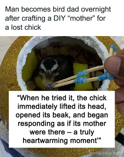 rescues baby kiskadee.jpg