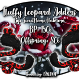 fluffy leopard adders