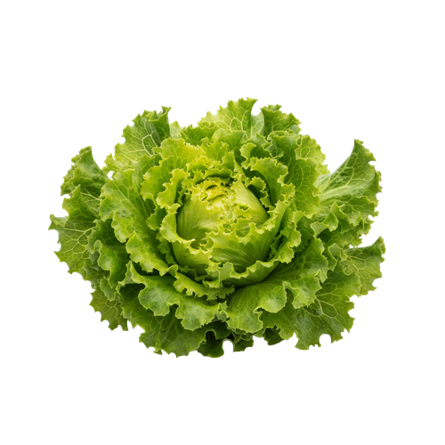 lettuce.png