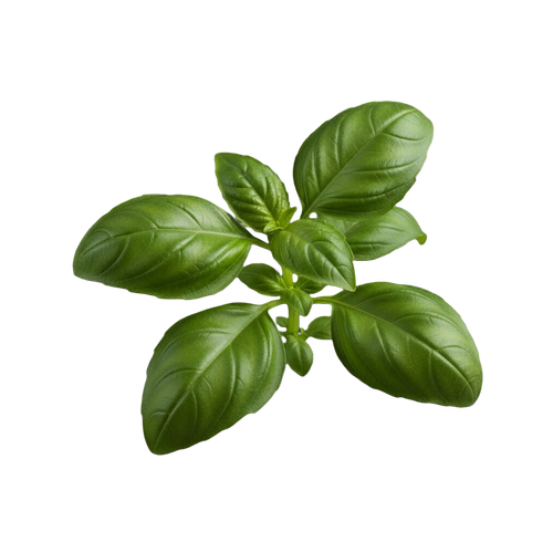 BASIL.png
