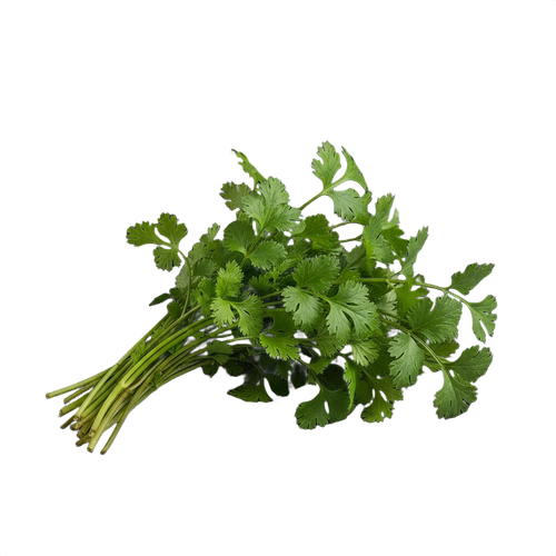 CORIANDER.png