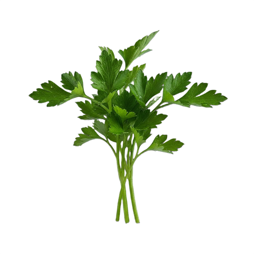 PARSLEY.png