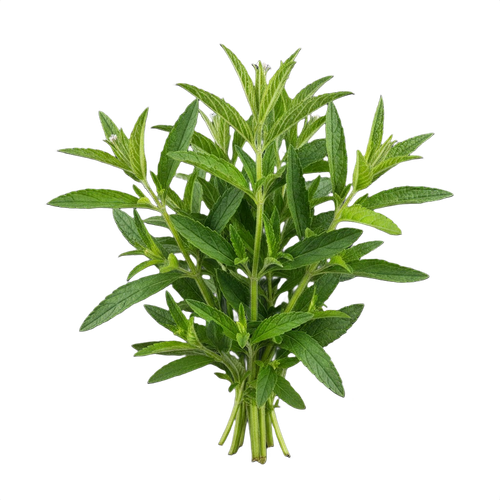 LEMON VERBENA.png