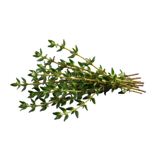 THYME.png