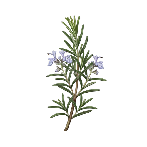 ROSEMARY.png