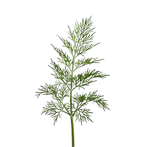 DILL.png