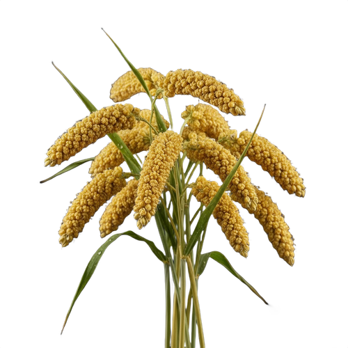 MILLET.png