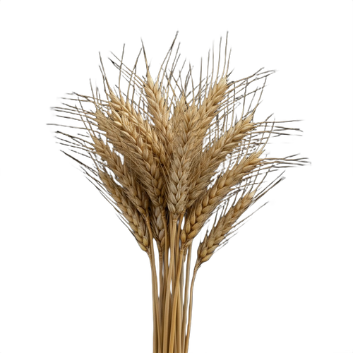WHEAT.png