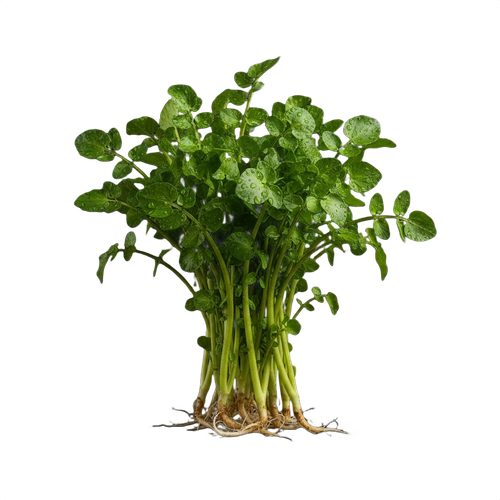 WATERCRESS.png