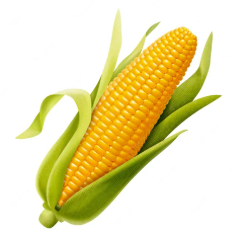 Sweet Corn (സ്വീറ്റ് കോൺ)