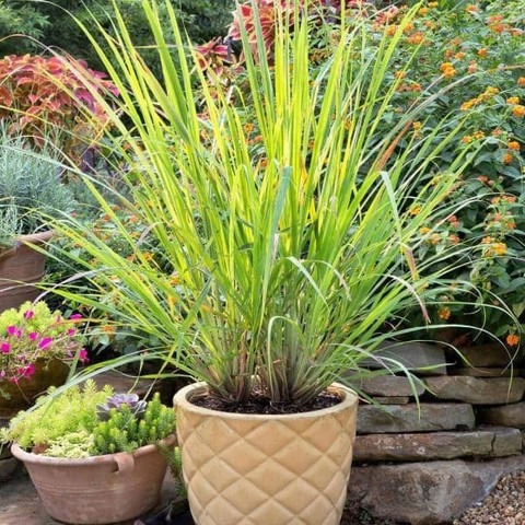 perennial yes yes lmngrsp 10mar9.jpg