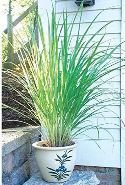 no annual yes lemongrass16 1 apr.jpg