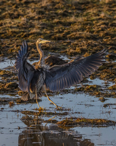 HAZ 3gBacAA8ZVb?format=jpg.jpg