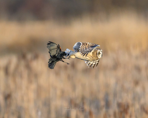 HAZ 3ftacAIsrYW?format=jpg.jpg