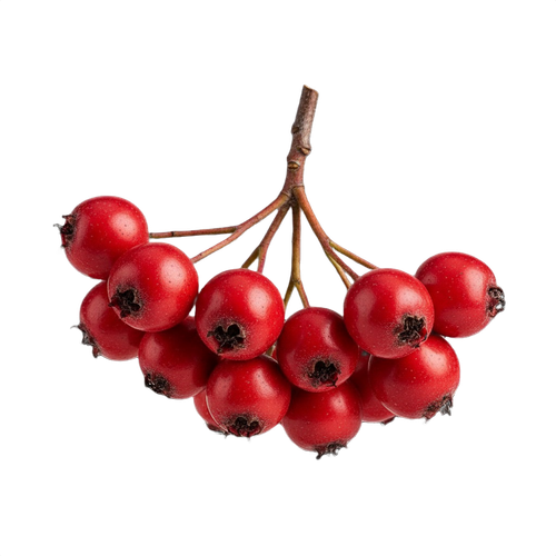 hawthorne berry.png