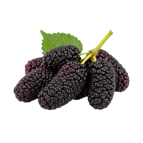 mulberry.png