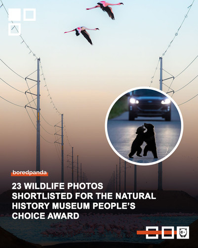 wildlife photographer of the year.jpg