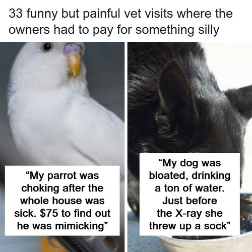 pets funny health.jpg