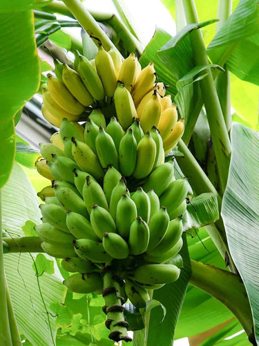 Banana Plants Pisang Awak Variety.jpg