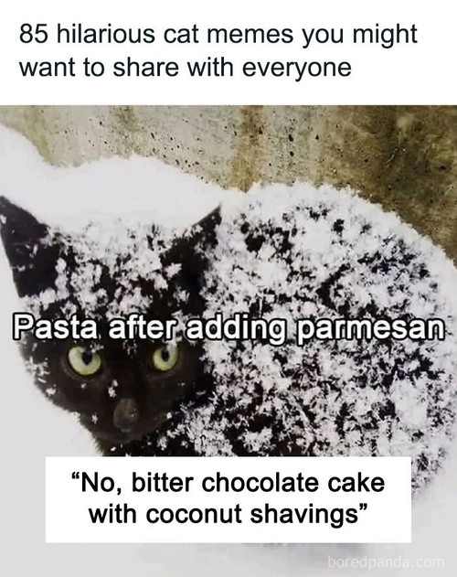 funny memes cutecats exe.jpg