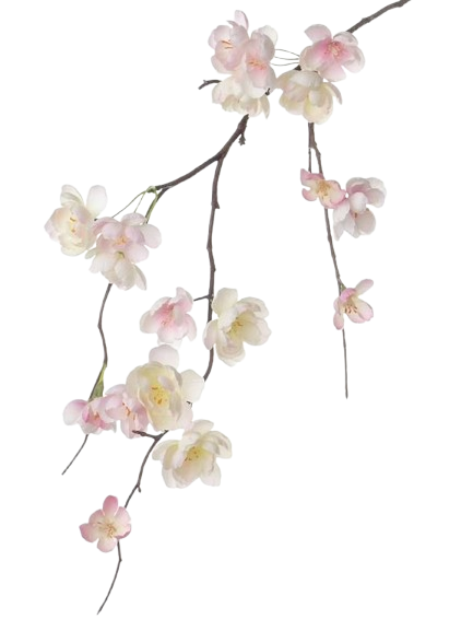 a6654c3de518e87dd660dcb06f31fee9 removebg preview.png