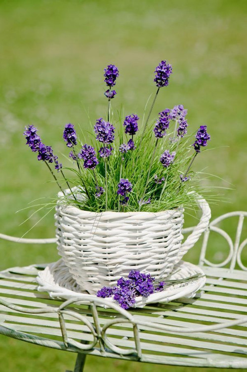 Lavender garden.jpg