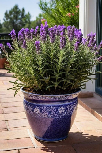 6 Tactics To Grow Lavender In A Pot.jpg