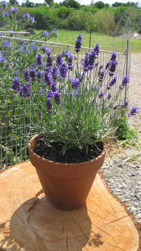Fresh lavender in a terracotta pot for low cost wedding flowers.jpg