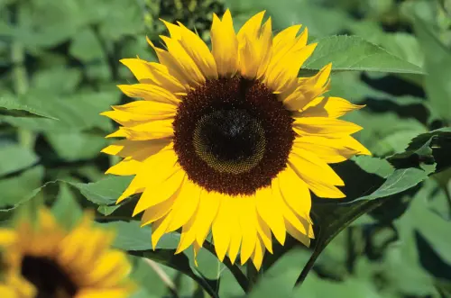 Sunflower.webp