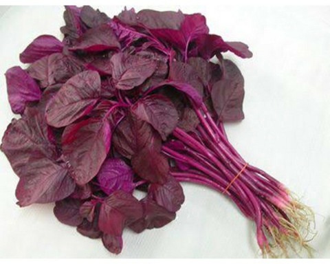 500 redamaranth300723b035 sree o.jpg