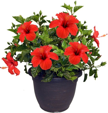 hibiscus live outdoor flower pla.jpg