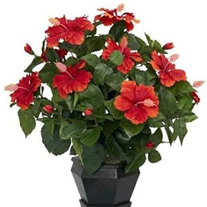 gethib25 1 dream mall original i.jpg