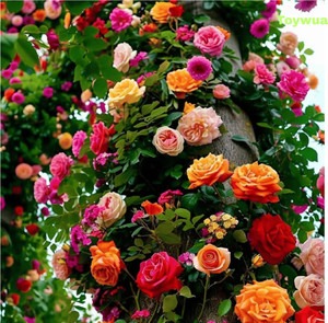 25 elegant climbing flower rose.jpg