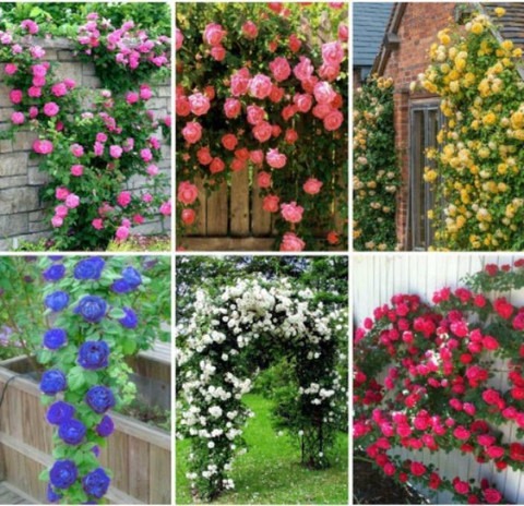 60 sdrs 60 rosemerc original ima.jpg