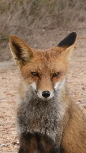 ed81mYB6P gA31tD.jpg