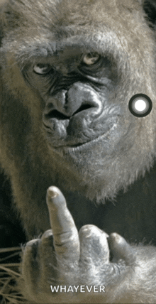 1000053812.gif