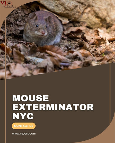 Looking for Reliable Mouse Exterminator NYC Services.jpg