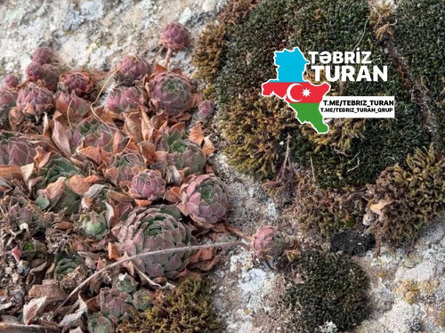 QZodai AiIIhoKf86LVQXsZalTe7pLMTwEhamUf0VrCGEDrd kDfWjh vLuAfMOpr3t GndWbtgxoDRrSpFOBAg69uBo3eEljFeC.jpg