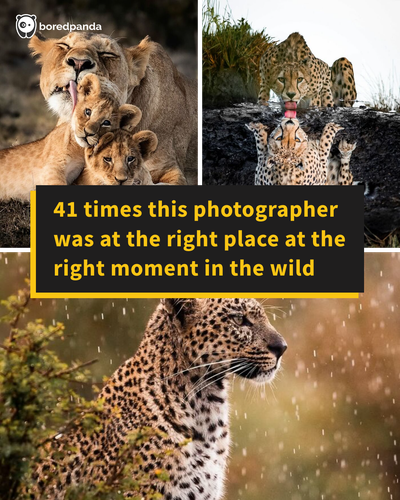 wild animal photographs hshphotos.png