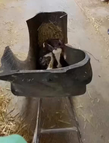 qMeDsNkzVNiN gJQ.jpg