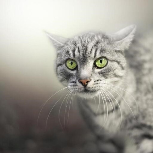 kot koshka morda kiwn.jpg