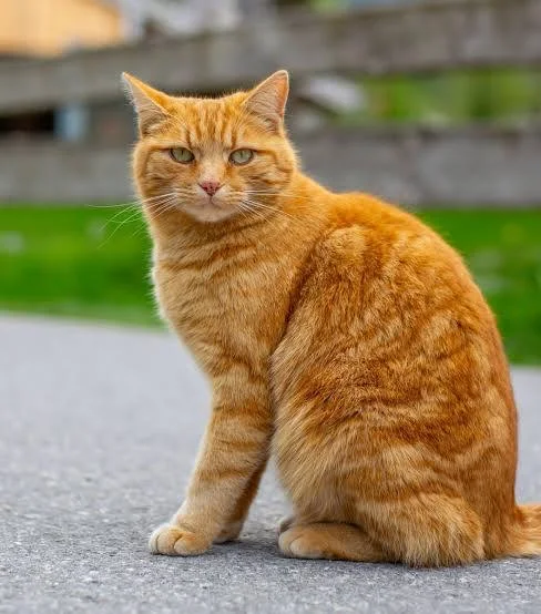 cat.webp