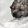 icon.png